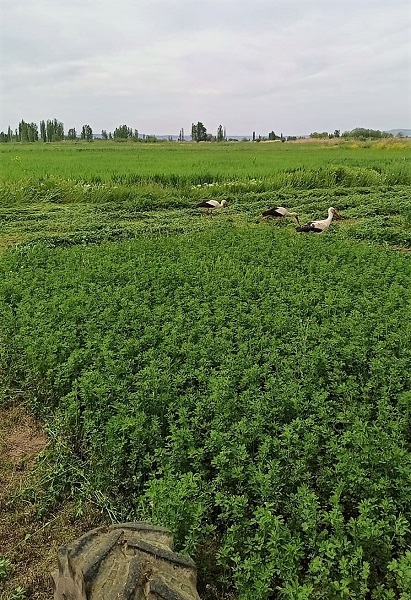 Foto - Leylekler çiftçiye böyle yardım etti