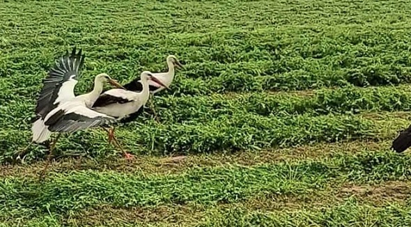 Leylekler çiftçiye böyle yardım etti