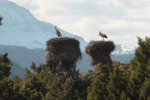 Foto - Leylekler Türkiye'yi erken terk etti! Bakın bu neyin habercisi