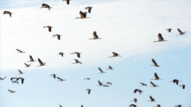 Leylekler Türkiye'yi erken terk etti! Bakın bu neyin habercisi