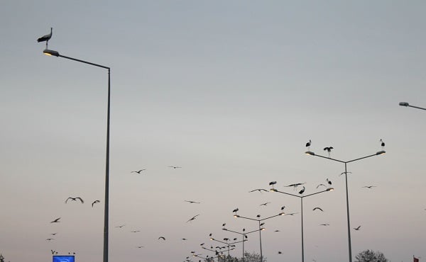 Foto - Leyleklere veda zamanı! 