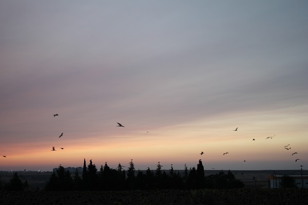 Foto - Leyleklere veda zamanı! 