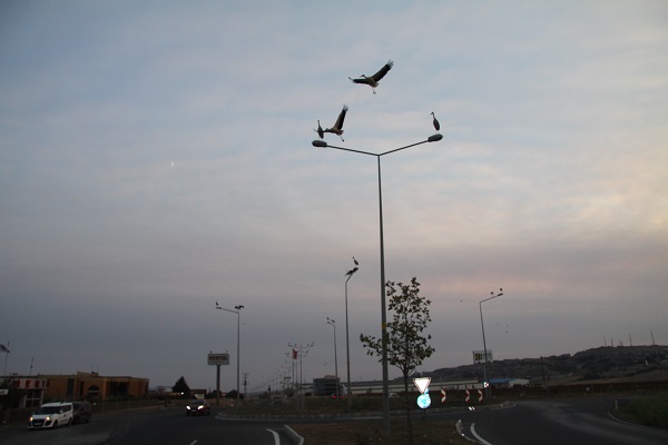 Foto - Leyleklere veda zamanı! 