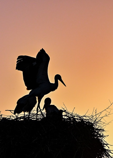 Foto - Leyleklerin uğrak noktası: Selçuk