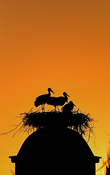 Foto - Leyleklerin uğrak noktası: Selçuk