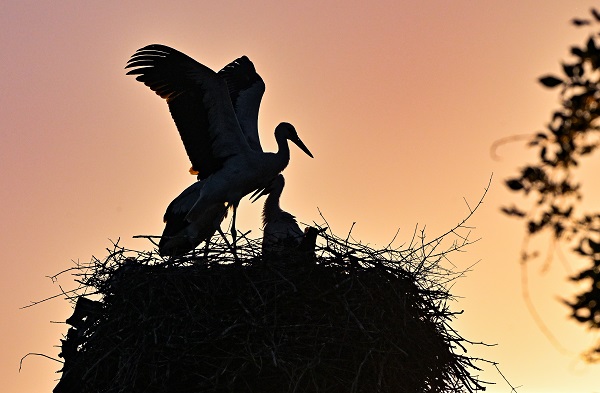Foto - Leyleklerin uğrak noktası: Selçuk