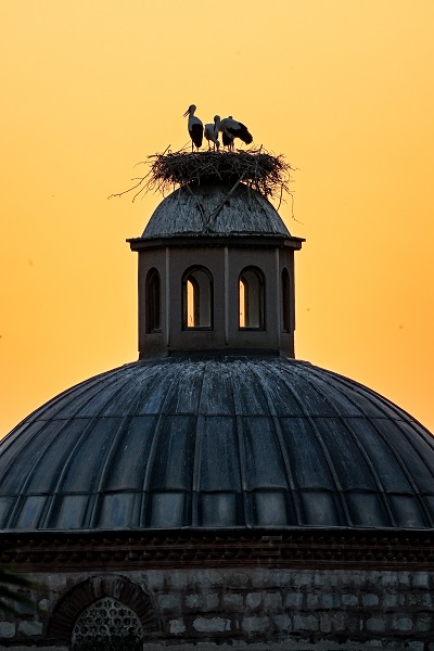 Foto - Leyleklerin uğrak noktası: Selçuk