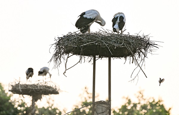 Foto - Leyleklerin uğrak noktası: Selçuk