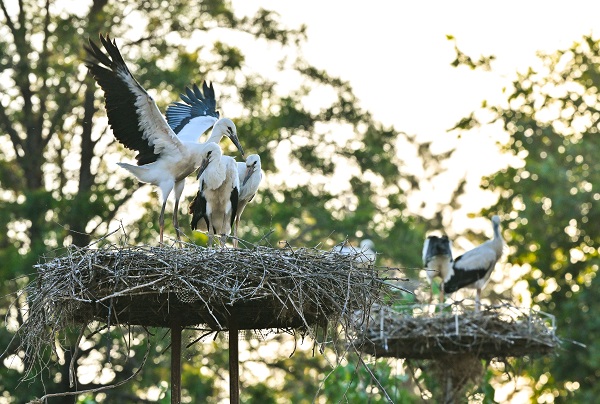 Foto - Leyleklerin uğrak noktası: Selçuk