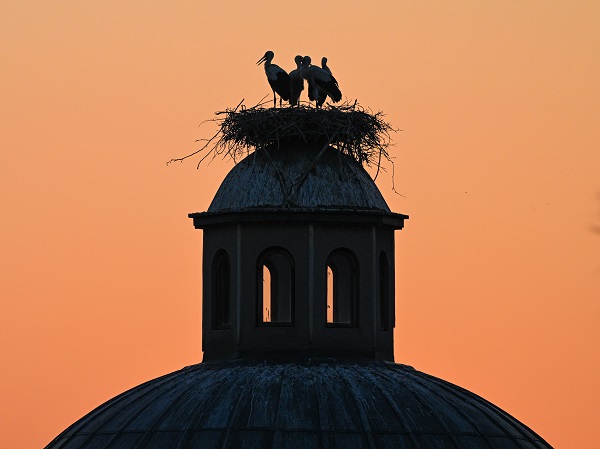 Foto - Leyleklerin uğrak noktası: Selçuk