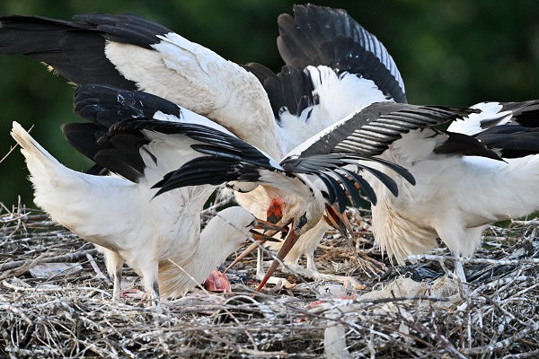 Foto - Leyleklerin uğrak noktası: Selçuk