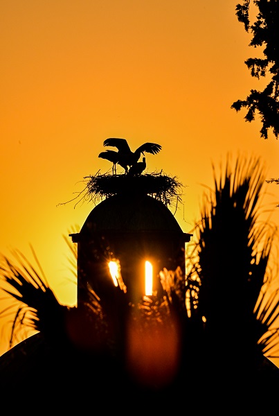 Foto - Leyleklerin uğrak noktası: Selçuk