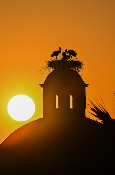 Foto - Leyleklerin uğrak noktası: Selçuk