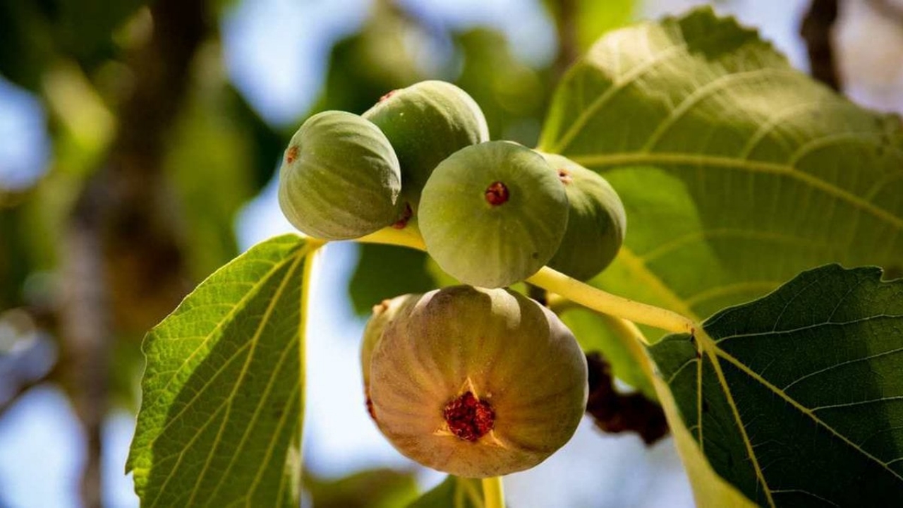 Foto - Lezzetiyle baştan çıkarıyor, şifasıyla derman oluyor: Bu meyve bağırsakları motor gibi çalıştırıyor, kalbi koruyor