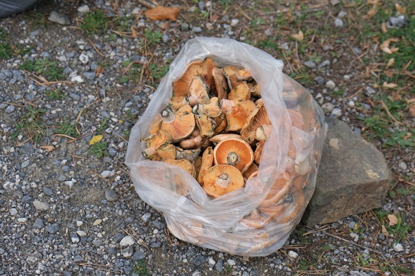 Foto - Lezzetiyle dikkat çekiyor! Kilosu 100 TL