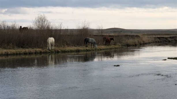 Foto - Lider at sürüsünü bakın nasıl koruyor!
