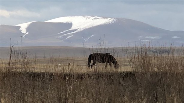 Foto - Lider at sürüsünü bakın nasıl koruyor!