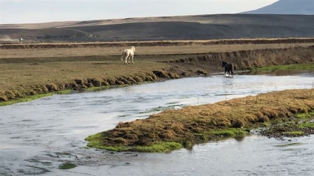 Foto - Lider at sürüsünü bakın nasıl koruyor!