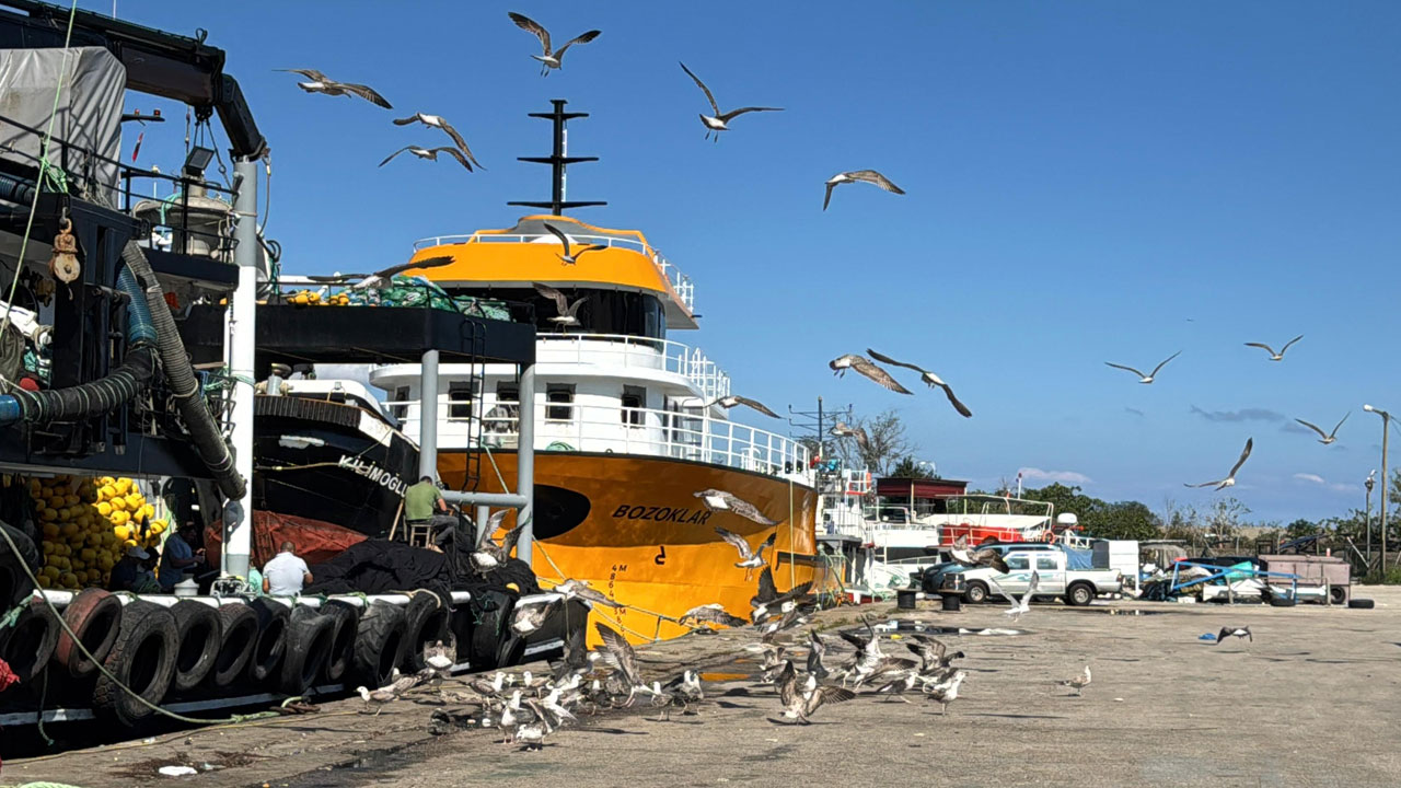 Foto - Limana bereketle döndüler! Balıkçılar kasalar dolusu hamsiyle döndü