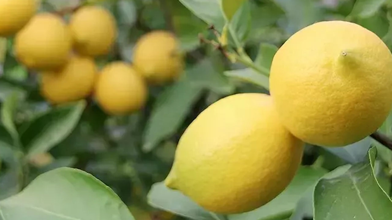 Foto - Limon alırken 2 kere düşünün! Yeşil mi alınmalı sarı mı? Hangisini satın almalıyız?