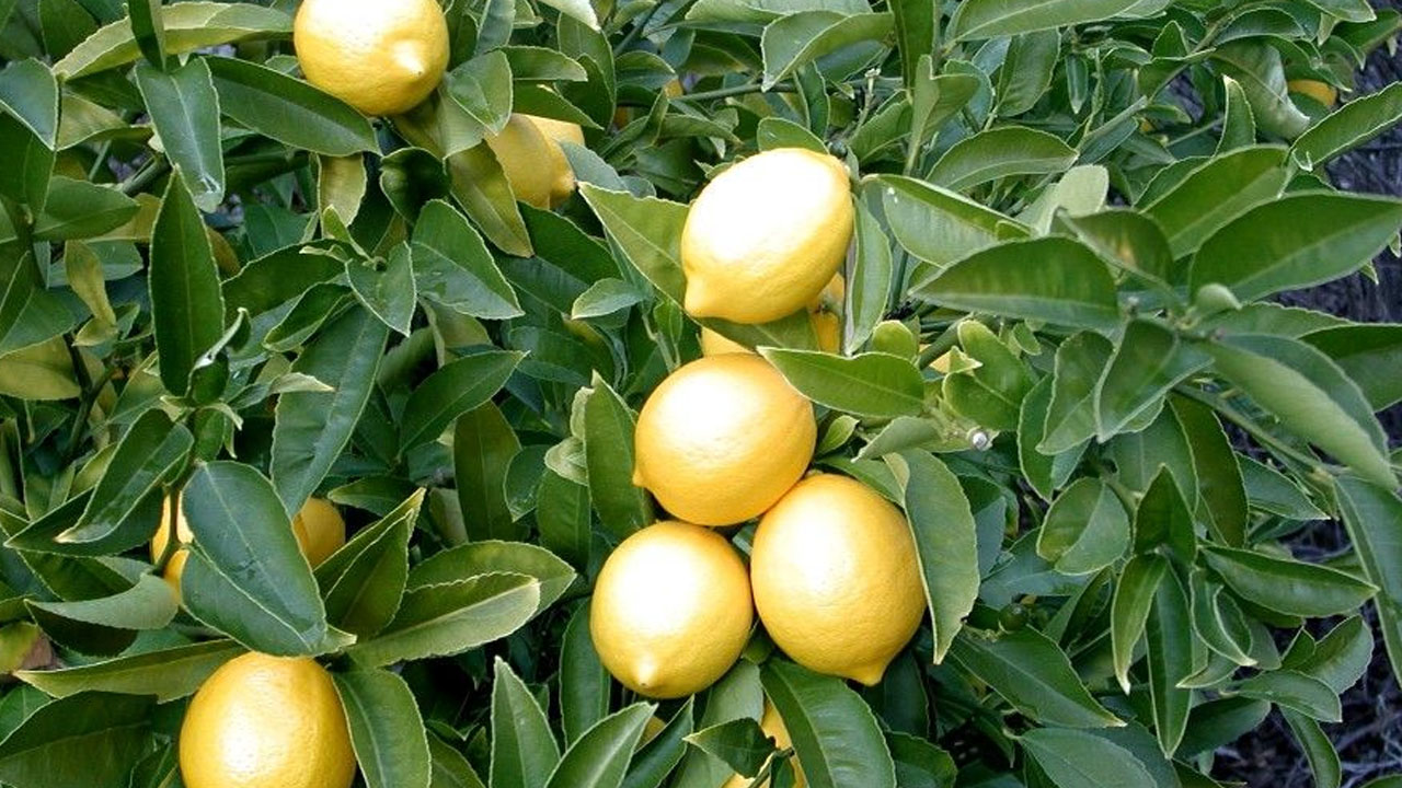 Foto - Limon alırken 2 kere düşünün! Yeşil mi alınmalı sarı mı? Hangisini satın almalıyız?