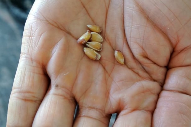 Foto - Limon çekirdeklerini çöpe atan bin pişman olacak! Faydaları boyundan büyük! Bir avuç kaynatın, o hastalığı hemen unutun