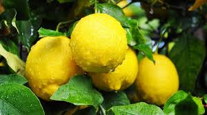 Foto - Limon kabuğu yemenin faydaları ve kullanımı! Henüz kimsenin bilmediği şifa! Duyan şaşkınlıktan düşüp bayılacak