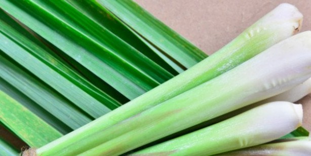 Foto - Limon otu özü kanser hücrelerini öldürüyor ortaya çıktı! Uzman isimler açıkladı: Antioksidan, iyi geliyor!