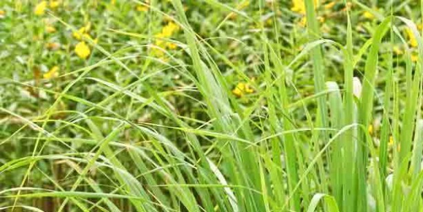 Foto - Limon otu özü kanser hücrelerini öldürüyor ortaya çıktı! Uzman isimler açıkladı: Antioksidan, iyi geliyor!