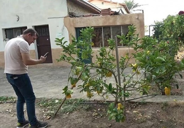 Limon sanıp tesadüfen dikti! Bakın ne çıktı