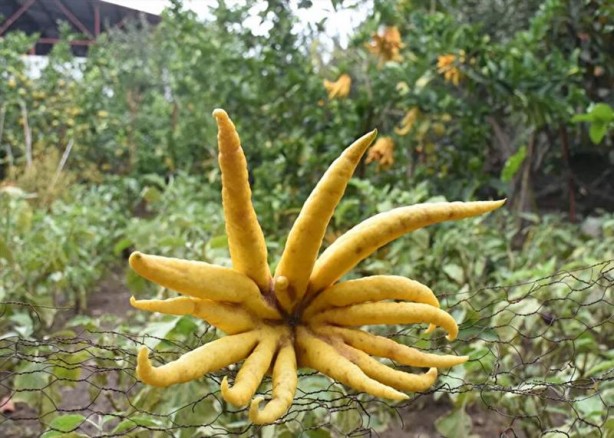 Foto - Limon sanıp tesadüfen dikti! Bakın ne çıktı