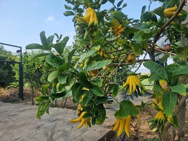 Foto - Limon sanıp tesadüfen dikti! Bakın ne çıktı