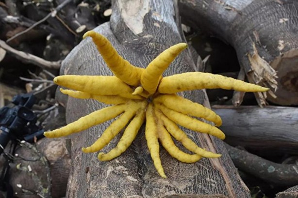 Foto - Limon sanıp tesadüfen dikti! Bakın ne çıktı
