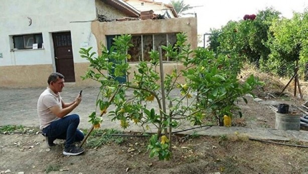 Foto - Limon sanıp tesadüfen dikti! Bakın ne çıktı