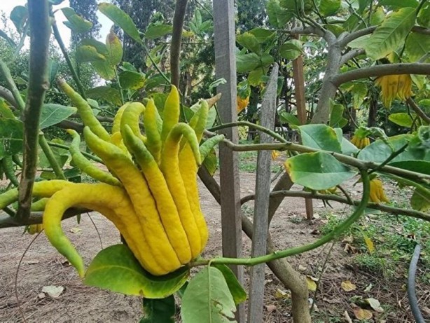 Foto - Limon sanıp tesadüfen dikti! Bakın ne çıktı