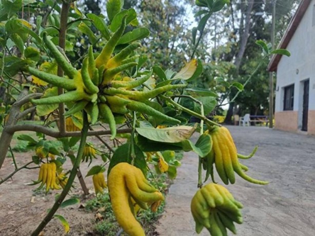Foto - Limon sanıp tesadüfen dikti! Bakın ne çıktı