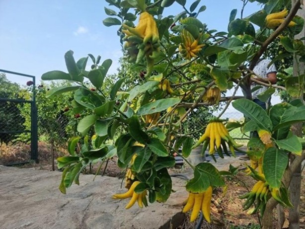 Foto - Limon sanıp tesadüfen dikti! Bakın ne çıktı