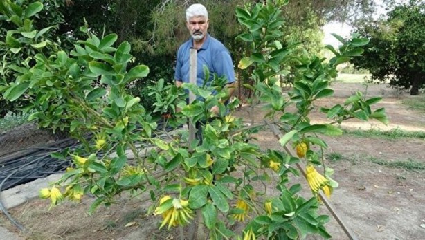 Foto - Limon sanıp tesadüfen dikti! Bakın ne çıktı