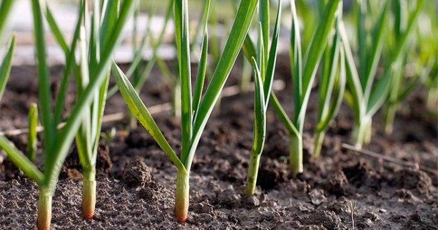 Foto - Limon tüketenler dikkat! İlginç karışım… Vücutta bakın neler oluyor