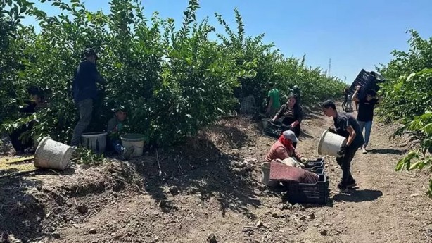 Foto - Limonda hasat başladı