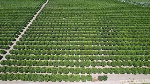 Foto - Limonda hasat başladı