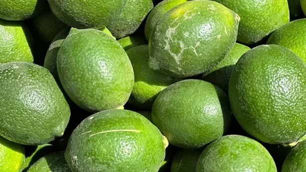 Limonda hasat başladı