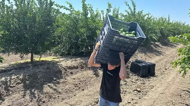Foto - Limonda hasat başladı