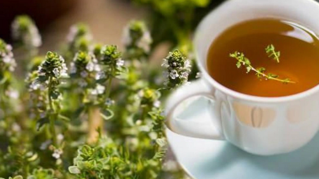 Limondan 30 derece daha güçlü o içecek, ömrü uzatıyor! Bilim şaşkın: Müthiş şifa…