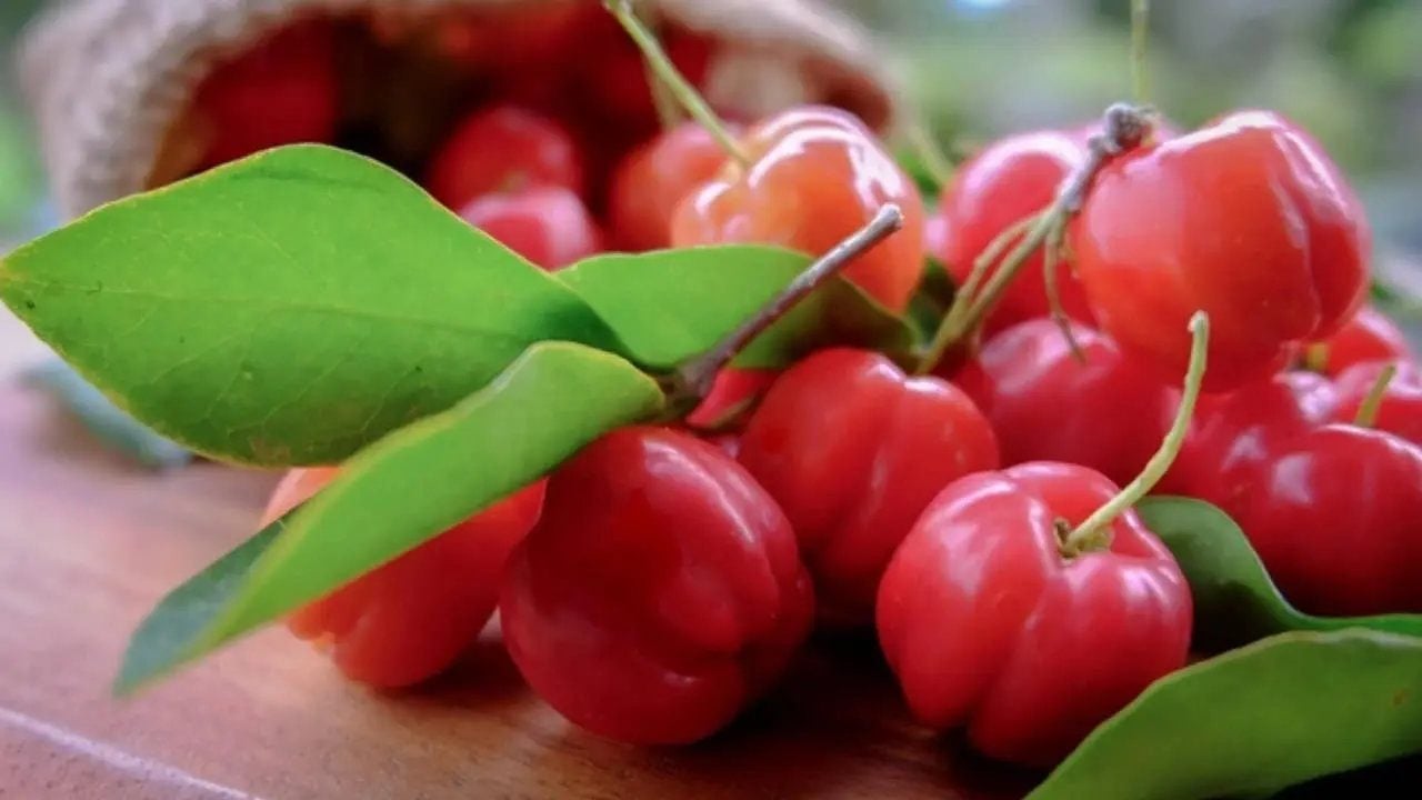 Foto - Limondan 60 kat daha vitaminli: "Yeşil altın" denilen bu meyveyi ekenler köşeyi dönüyor
