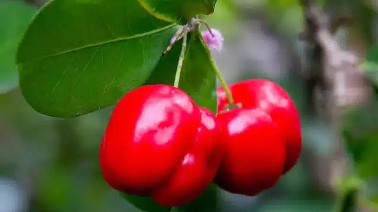 Foto - Limondan 60 kat daha vitaminli: "Yeşil altın" denilen bu meyveyi ekenler köşeyi dönüyor