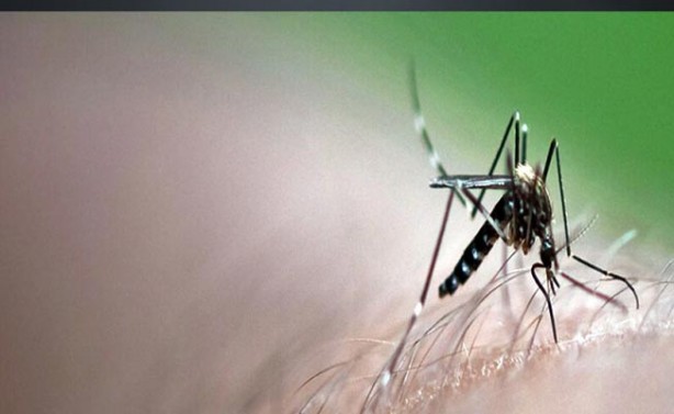 Foto - Limonların üzerine karanfil saplayıp masanıza koyarsanız...