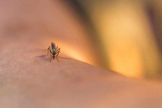 Foto - Limonların üzerine karanfil saplayıp masanıza koyarsanız...