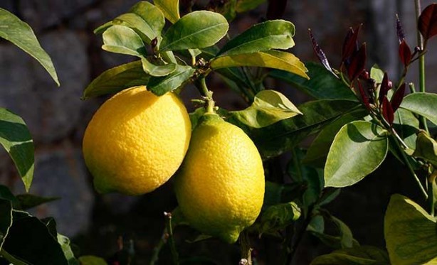 Foto - Limonlu su zayıflamaya yardımcı oluyor