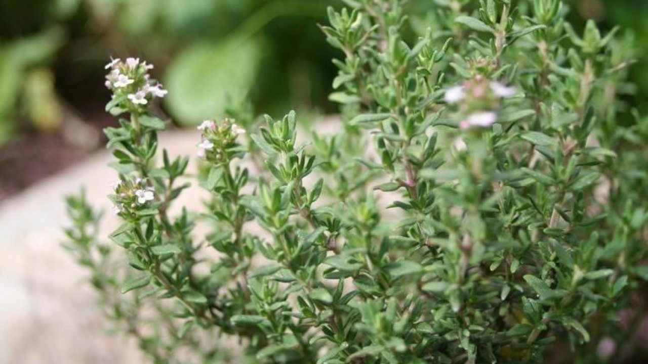 Foto - Limonu ve sarımsağı solladı! Ömrü 10 yıl uzatıyor, iltihabı yok ediyor